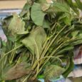 scentLeave