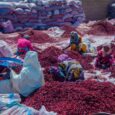 Cleaning of Hibiscus flowers for export